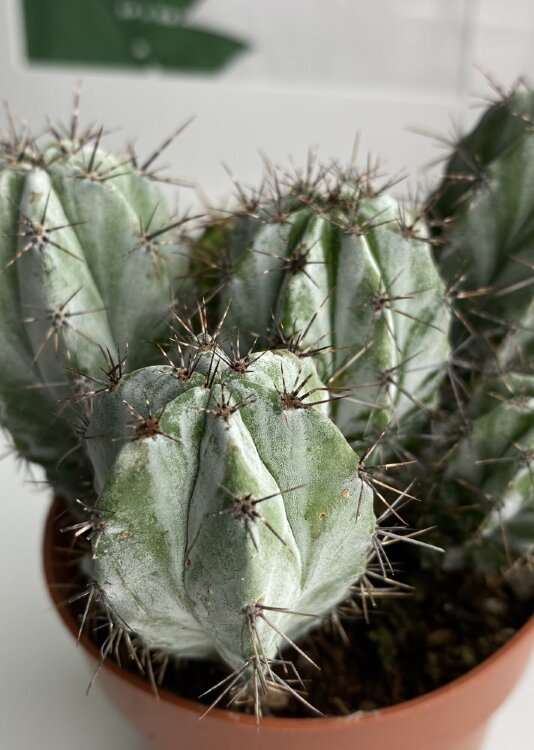 Полаския Чичипе ⌀10 