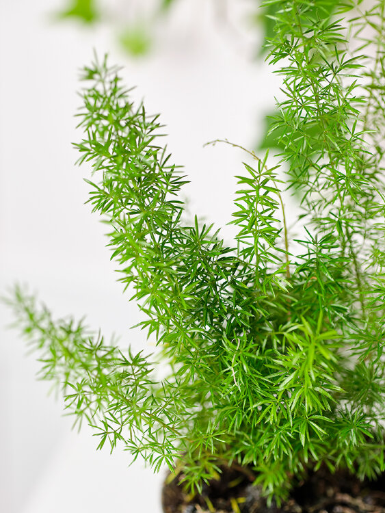 Аспарагус Денсифлорус Мейера ⌀12 35 см 