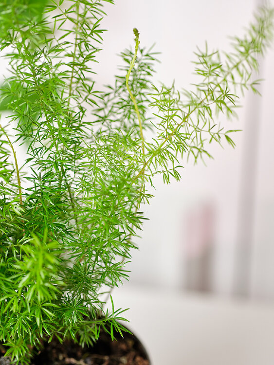 Аспарагус Денсифлорус Мейера ⌀12 35 см 