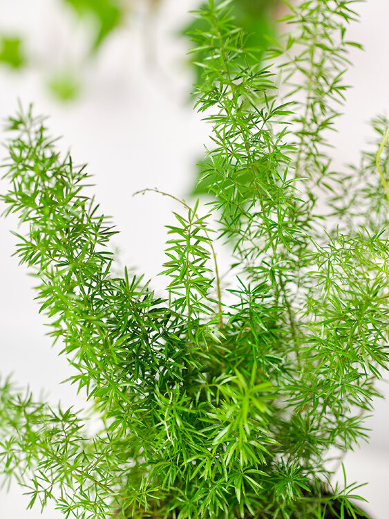 Аспарагус Денсифлорус Мейера ⌀12 35 см 