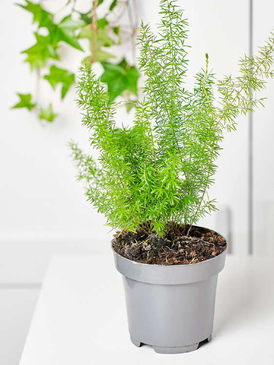 Аспарагус Денсифлорус Мейера ⌀12 35 см 