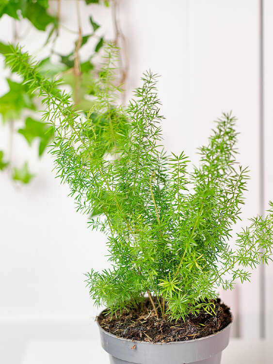 Аспарагус Денсифлорус Мейера ⌀12 35 см 