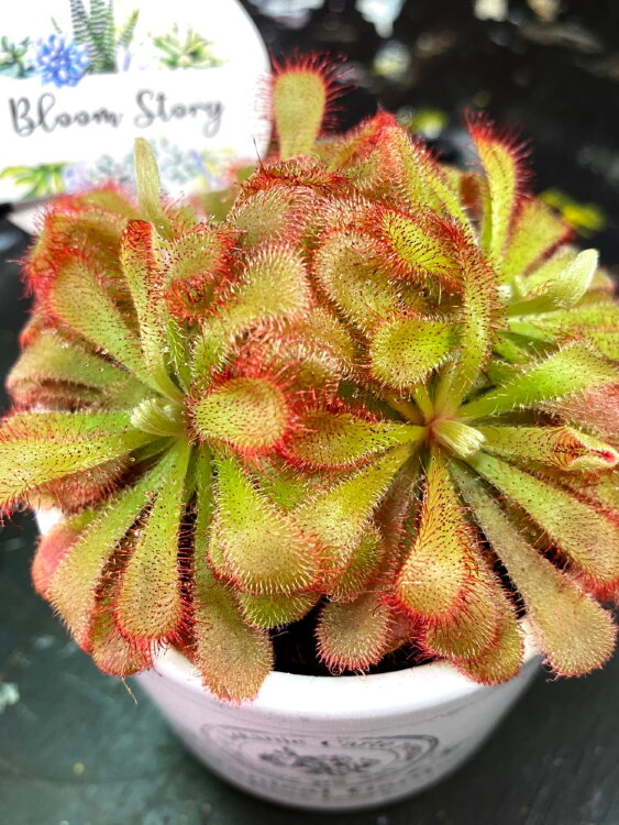 Мухоловка Дросера | Росянка Алисия ⌀9  Мухоловка Дросера | Росянка Алисия ⌀9