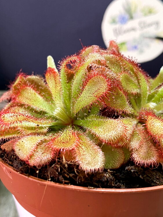 Мухоловка Дросера | Росянка Алисия ⌀9  Мухоловка Дросера | Росянка Алисия ⌀9