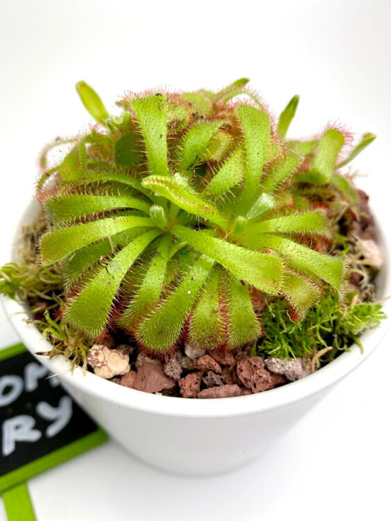 Мухоловка Дросера | Росянка Алисия ⌀9  Мухоловка Дросера | Росянка Алисия ⌀9