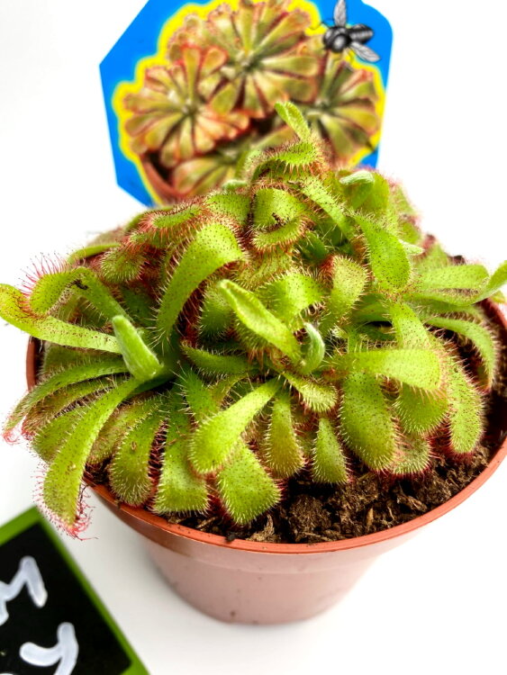 Мухоловка Дросера | Росянка Алисия ⌀9  Мухоловка Дросера | Росянка Алисия ⌀9