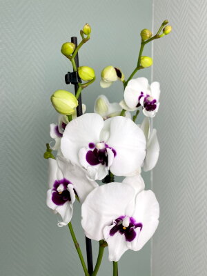 Орхидея Фаленопсис Панда Биг Лип 2 ст
