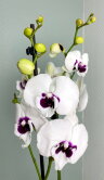 Орхидея Фаленопсис Панда Биг Лип 2 ст 