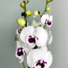 Орхидея Фаленопсис Панда Биг Лип 2 ст 