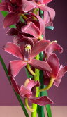 Орхидея Цимбидиум красный 2-3 ст 