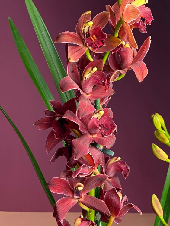 Орхидея Цимбидиум красный 2-3 ст  Орхидея Цимбидиум красный 2-3 ст