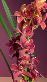 Орхидея Цимбидиум красный 2-3 ст 