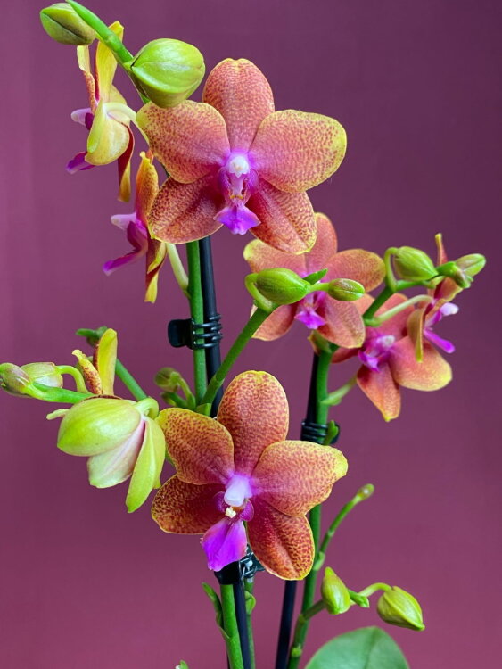 Орхидея Фаленопсис Лекко Будда 2 ст 