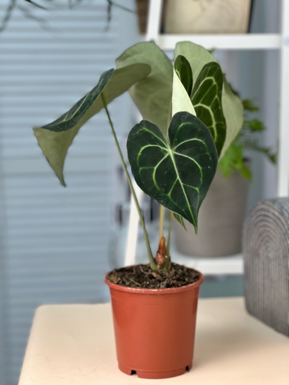 Антуриум Кларинервиум ⌀12 40 см 