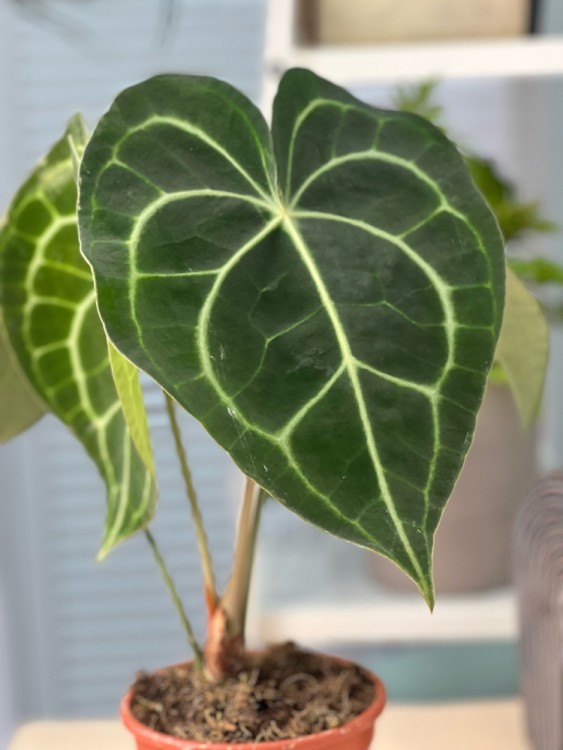 Антуриум Кларинервиум ⌀12 40 см 