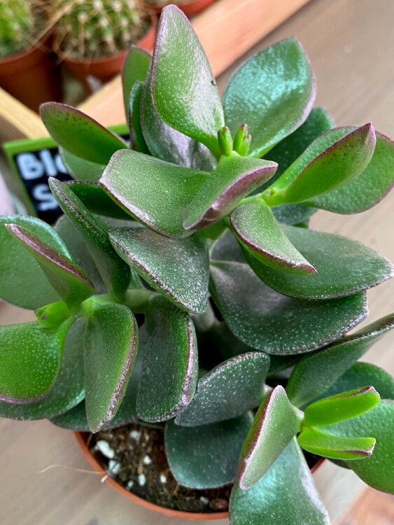 Крассула Овата Халк ⌀10 