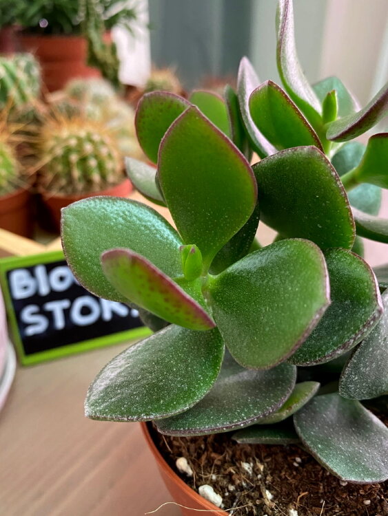 Крассула Овата Халк ⌀10 