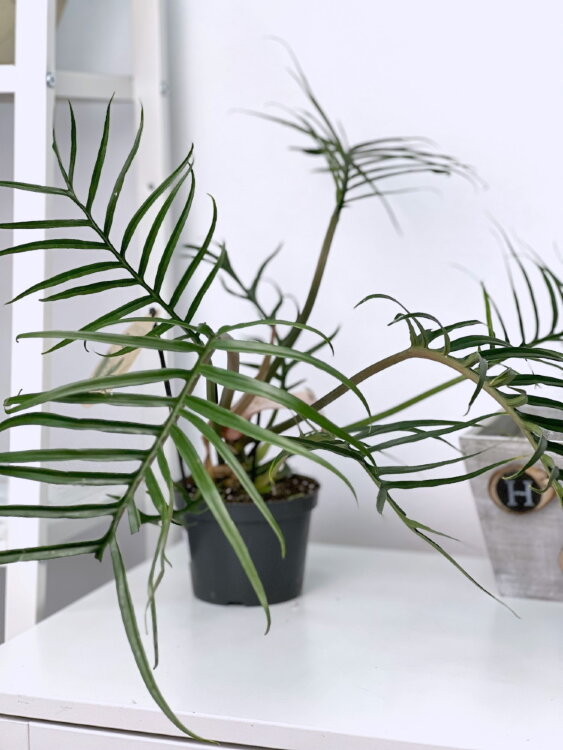 Филодендрон Тортум ⌀12 30 см 