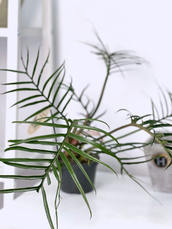 Филодендрон Тортум ⌀12 30 см 