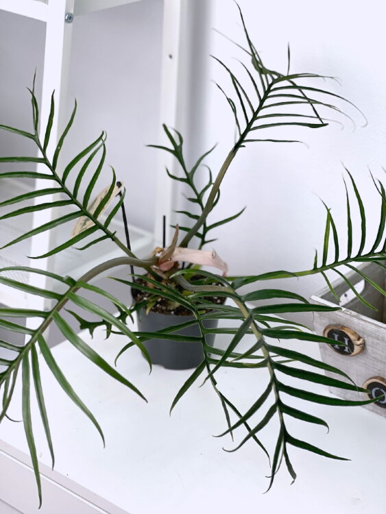 Филодендрон Тортум ⌀12 30 см 