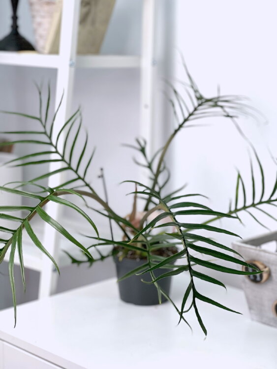 Филодендрон Тортум ⌀12 30 см 