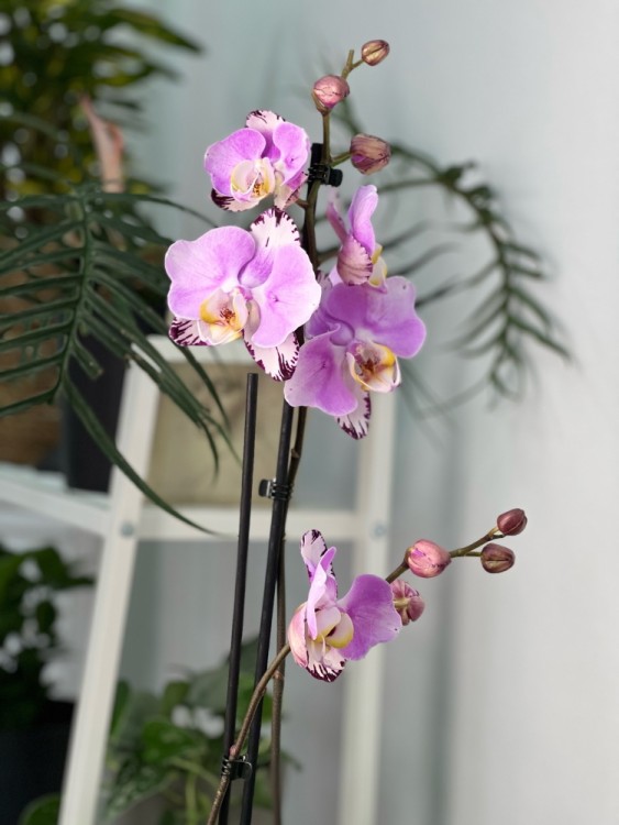 Орхидея Фаленопсис Арт Нуво бабочка ⌀12 65 см  Орхидея Фаленопсис Арт Нуво бабочка ⌀12 65 см