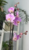 Орхидея Фаленопсис Арт Нуво бабочка ⌀12 65 см 