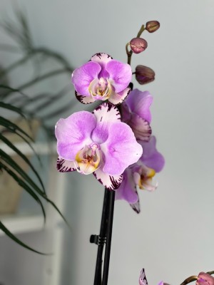 Орхидея Фаленопсис Арт Нуво бабочка ⌀12 65 см