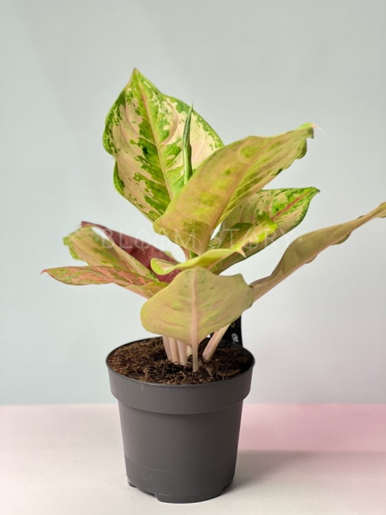 Аглаонема Пастелла ⌀12 30 см 