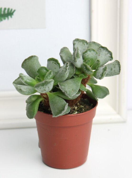 Адромискус Кристатус 