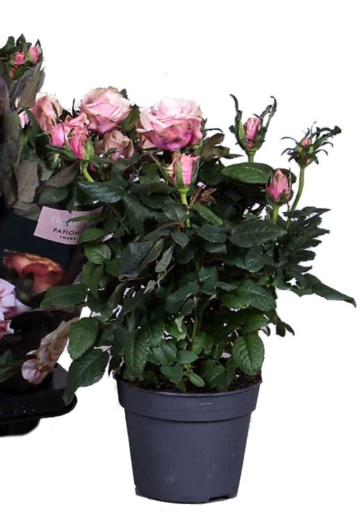 Роза Патио Хит Каталина 