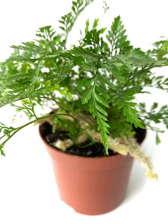 Даваллия фиджийская ⌀8 15 см 