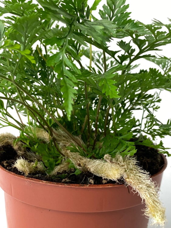 Даваллия фиджийская ⌀8 15 см 