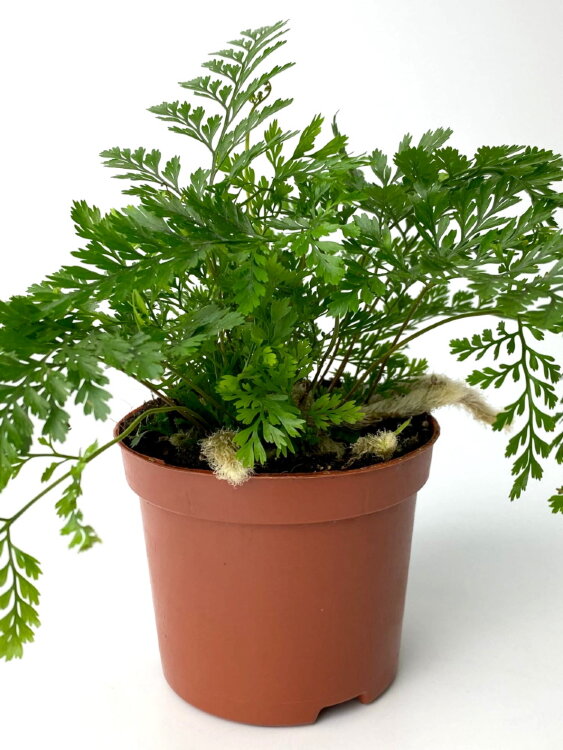 Даваллия фиджийская ⌀8 15 см 