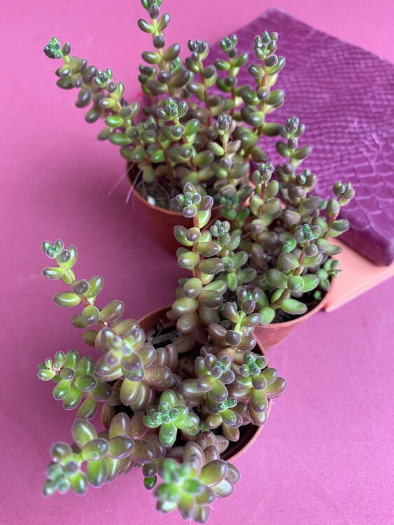 Седум Сталя ⌀5  Седум Сталя ⌀5