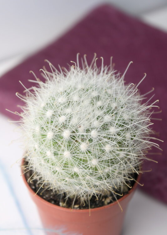 Маммиллярия Сенилис ⌀5 