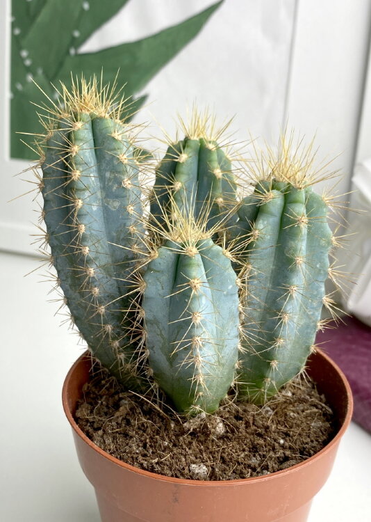 Пилозоцереус Лазурный ⌀8 