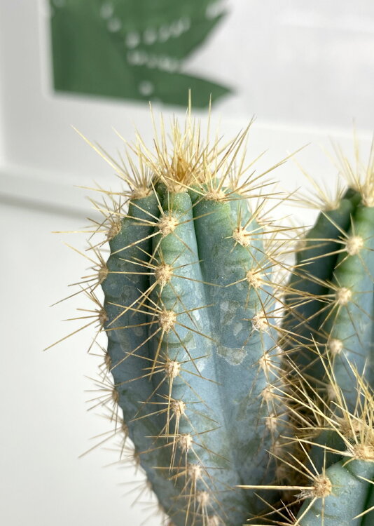 Пилозоцереус Лазурный ⌀8 