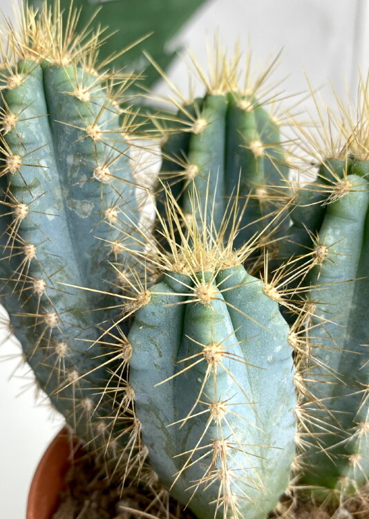 Пилозоцереус Лазурный ⌀8 