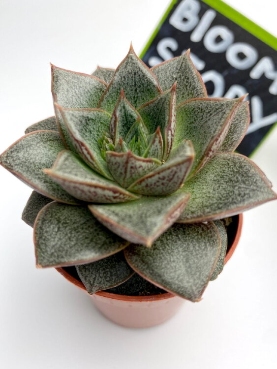 Эхеверия Пурпузорум Люкс ⌀5 