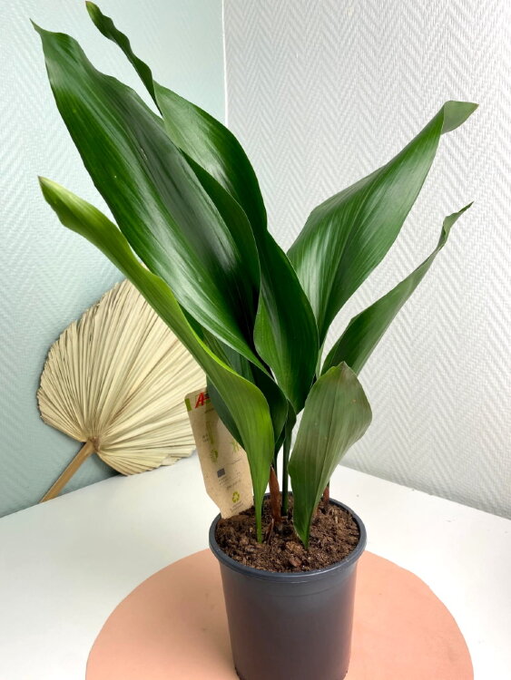 Аспидистра Элатиор ⌀13 55 см 