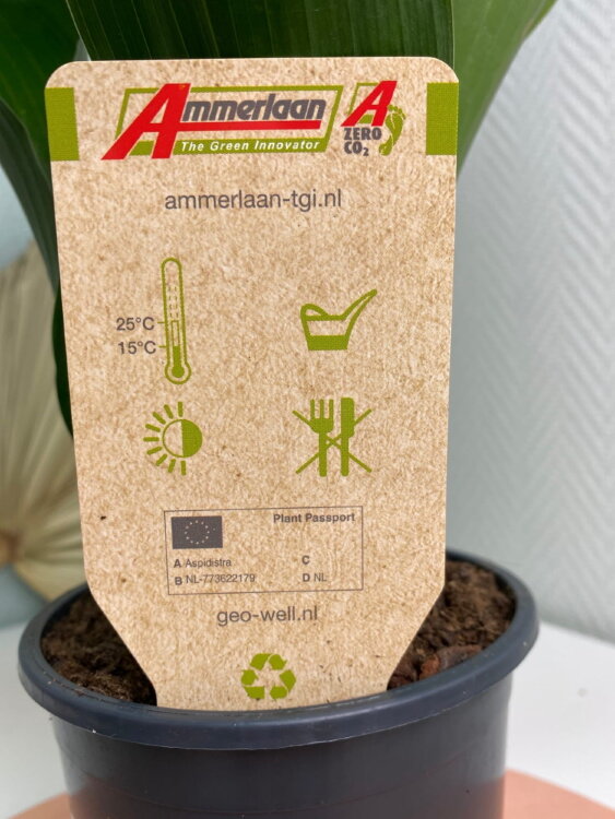 Аспидистра Элатиор ⌀13 55 см 