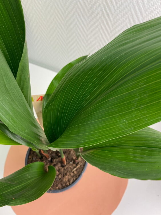 Аспидистра Элатиор ⌀13 55 см 