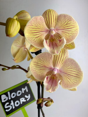 Орхидея Фаленопсис Стар Шайнинг Биг Лип
