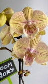 Орхидея Фаленопсис Стар Шайнинг Биг Лип 1 ст 