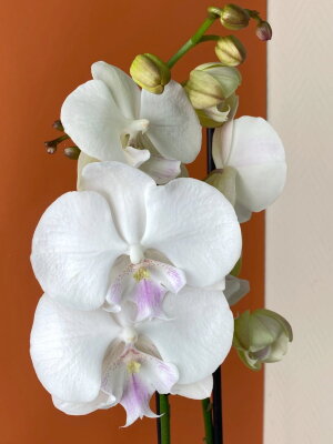 Орхидея Фаленопсис Леонтин Биг Лип 2 ст