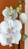 Орхидея Фаленопсис Леонтин Биг Лип 2 ст 