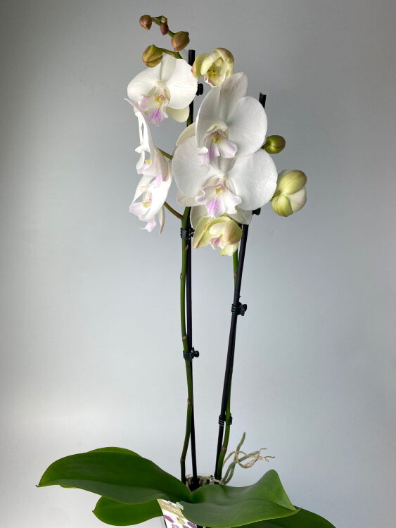 Орхидея Фаленопсис Леонтин Биг Лип 2 ст 