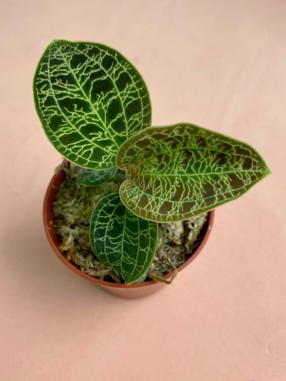 Макодес Петола 