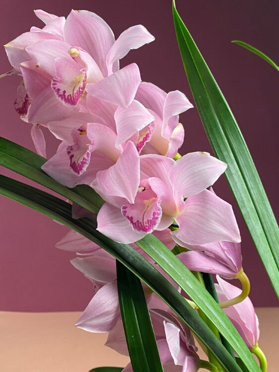 Орхидея Цимбидиум розовый 2-3 ст 